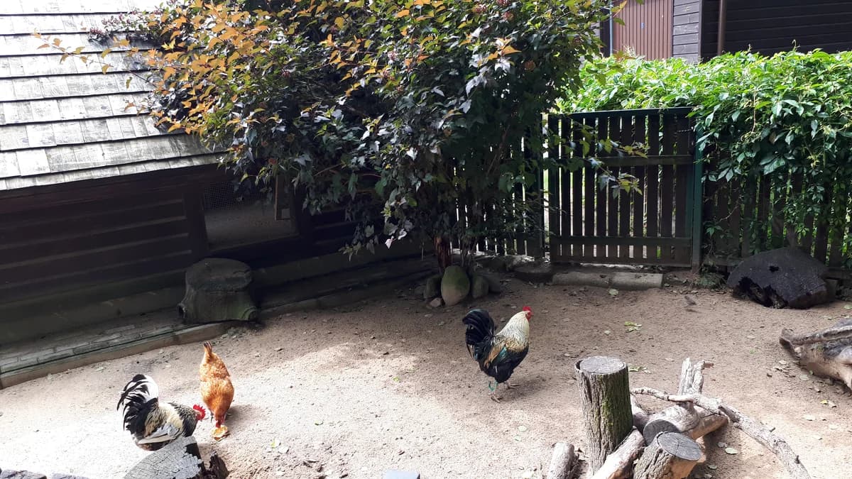 Akcent ZOO zdjęcie