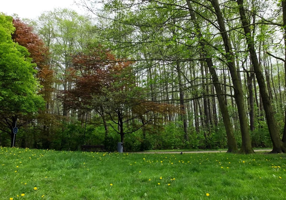 Park Olszyna zdjęcie