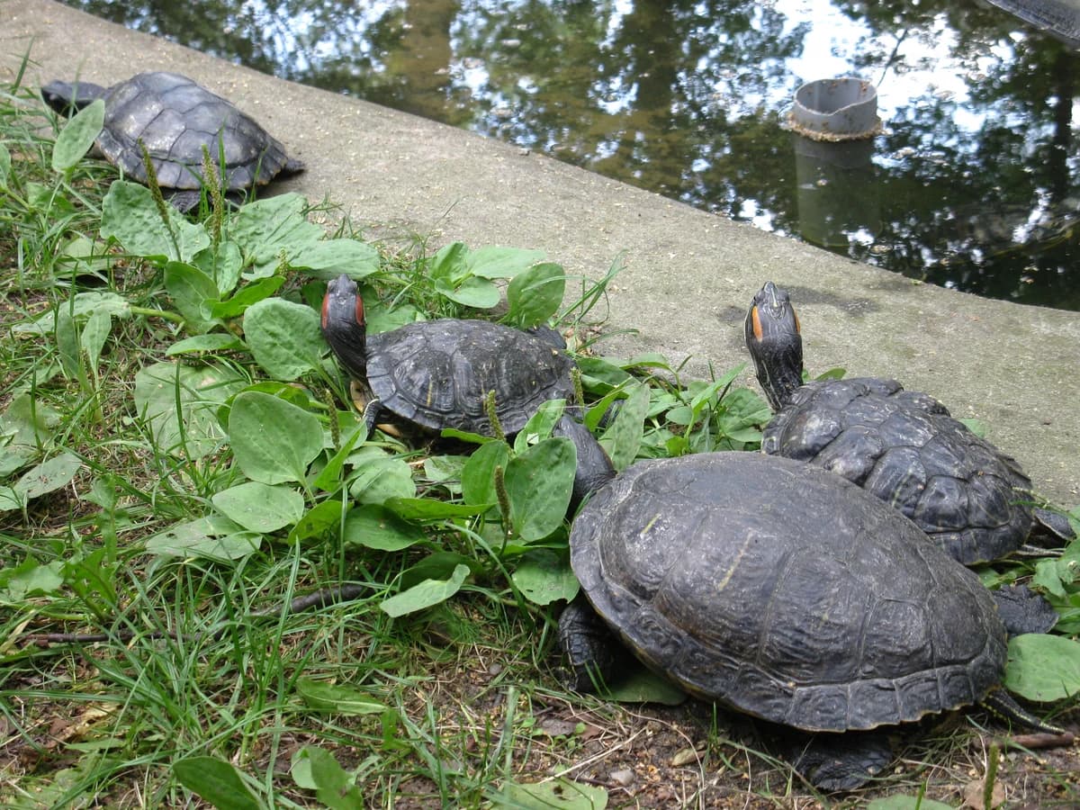 Nowe Zoo zdjęcie