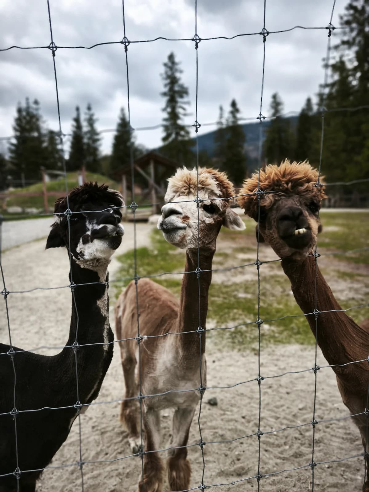 Tatrzańskie Mini Zoo zdjęcie