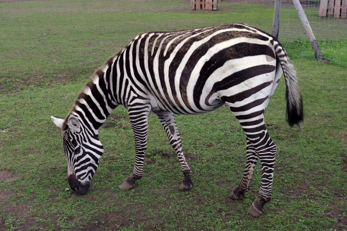 ZOO Borysew zdjęcie