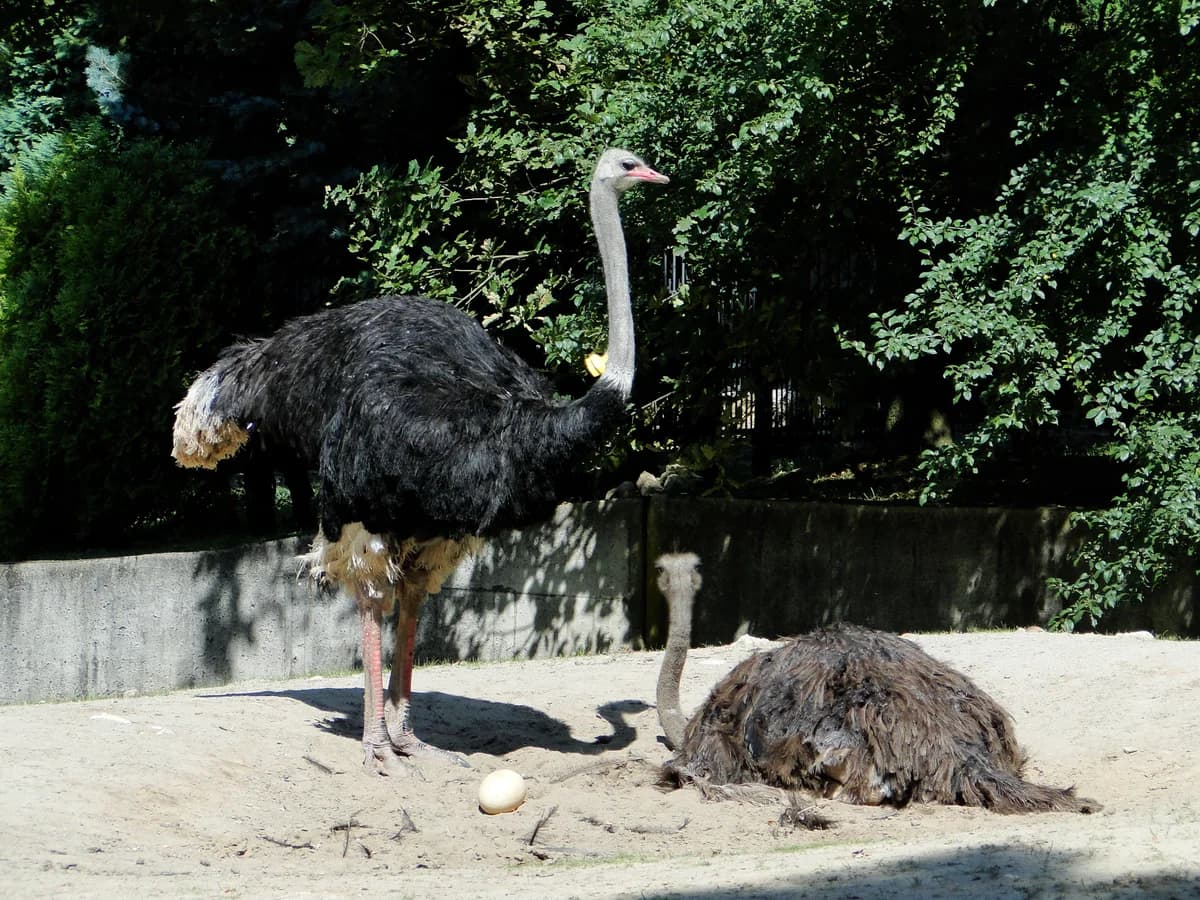 ZOO w Krakowie zdjęcie