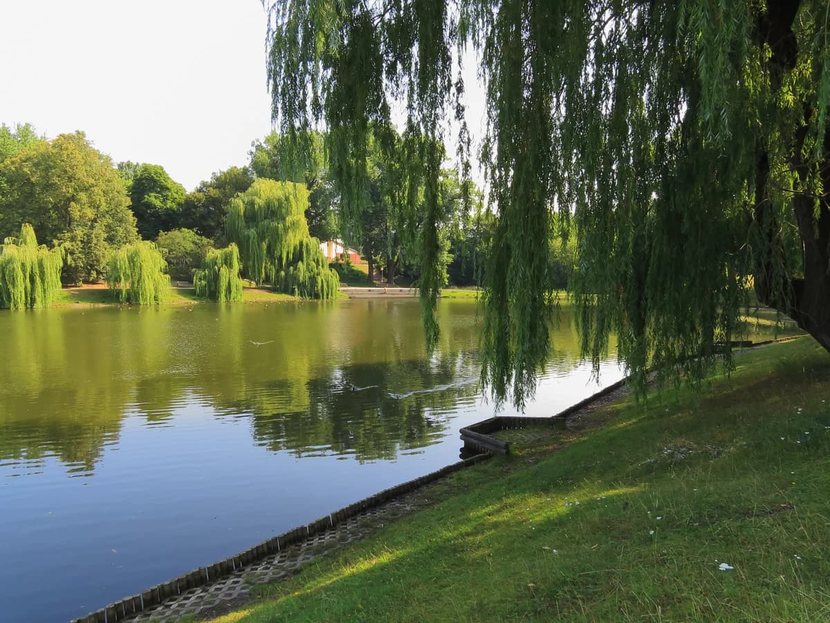 Park Moczydło zdjęcie