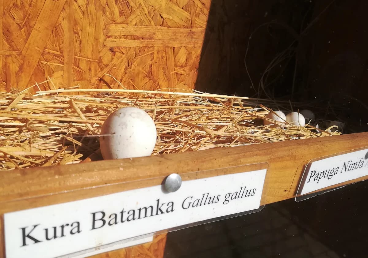 ZOO Nowy Tomyśl zdjęcie